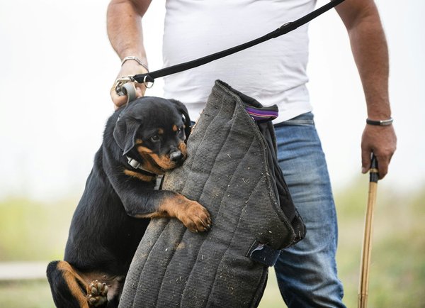 Quelles sont les techniques efficaces pour protéger les réseaux de capteurs IoT dans les infrastructures critiques?